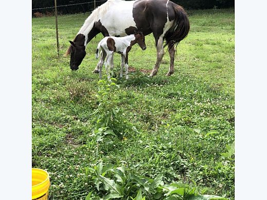 Paso Fino Mare and Colt For Sale
