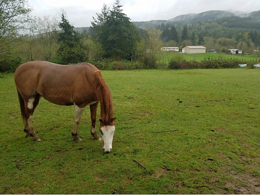 Project Horse