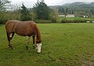Other - Horse for Sale in Kalama, WA 98625