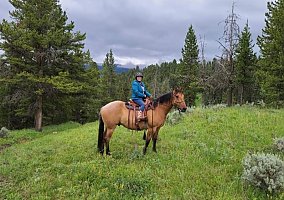 Quiet (Quarter Horse, Gelding) in Aiken, SC