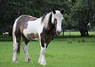 Sweet, Splashy Filly Diamondsandlacee