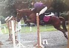 Other - Horse for Sale in Wexford, Other - Horse for Sale in Wexford,