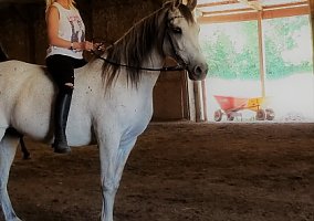 Arabian (Arabian, Gelding) in Hugo, MN