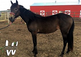 Quarter Horse (Quarter Horse, Mare) in New Underwood, SD