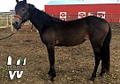 Quarter Horse - Horse for Sale in New Underwood, SD 57761 Quarter Horse - Horse for Sale in New Underwood, SD 57761