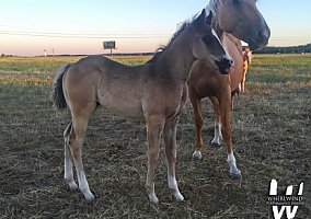 Quarter Horse (Quarter Horse, Stallion) in New Underwood, SD