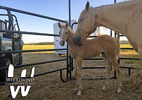 Quarter Horse (Quarter Horse, Stallion) in New Underwood, SD