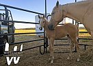 Quarter Horse - Horse for Sale in New Underwood, SD 57761