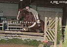 Older Hunter/Jumper/Event Pony M... Pony Mare