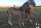 2017 Dash Ta Fame Grandson Quarter Horse Stallion