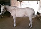 Quarter Horse - Horse for Sale in Valencia, CA 91355