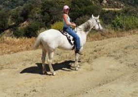 Quarter Horse (Quarter Horse, Mare) in Valencia, CA