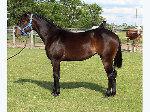 AQHA Filly