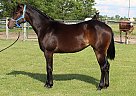 Quarter Horse - Horse for Sale in Huntington, IN 46750 Quarter Horse - Horse for Sale in Huntington, IN 46750