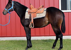 Quarter Horse (Quarter Horse, Mare) in Huntington, IN