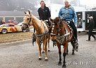 Ca$h - Gelding in Boonville,, CA Ca$h - Gelding in Boonville,, CA