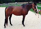 Oldenburg - Horse for Sale in Pocatello, ID 83201