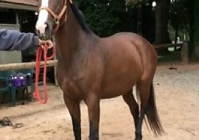 Warmblood (Warmblood, Mare) in Pocatello, ID