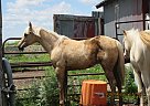 Sheza - Mare in Milnor, ND Sheza - Mare in Milnor, ND