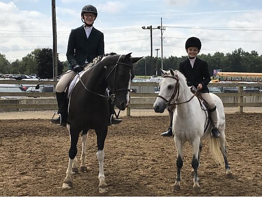 Driving/Riding Mare