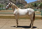 Andalusian - Horse for Sale in Canyon Country, CA 91387