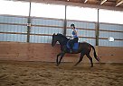 Thoroughbred Mare for Sale in Frankenmuth, Michigan Thoroughbred Mare for Sale in Frankenmuth, Michigan