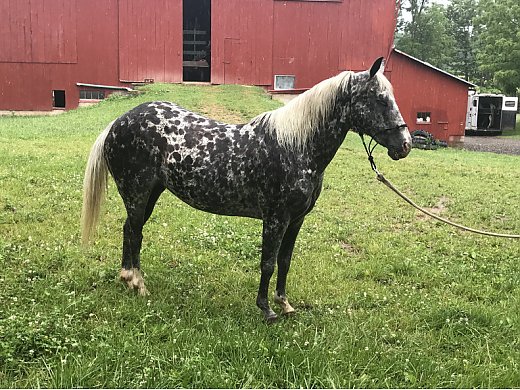 Excellent Youth Pony! POA