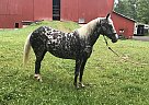 Pony of the Americas - Horse for Sale in Sterling, OH 44276