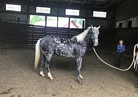 Pony of the Americas (Pony of the Americas, Mare) in Sterling, OH
