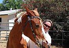 Paint - Horse for Sale in Menifee, CA 
