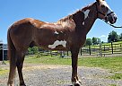 Paint - Horse for Sale in Gardiner, NY 12525