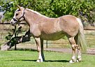 Crossbred Pony - Horse for Sale in Stockton, CA 95207