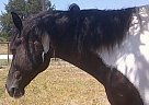 Paint - Horse for Sale in Anderson, TX 77830