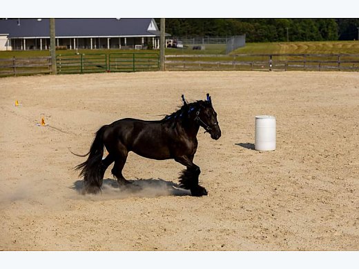 Gypsy Vanner