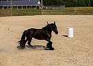 Gypsy Vanner - Horse for Sale in Nashville, NC 27856
