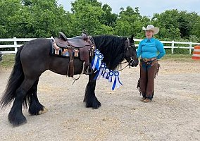 Gypsy Vanner (Gypsy Vanner, Mare) in Nashville, NC