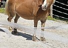 Haflinger - Horse for Sale in Somerset, KY 42503