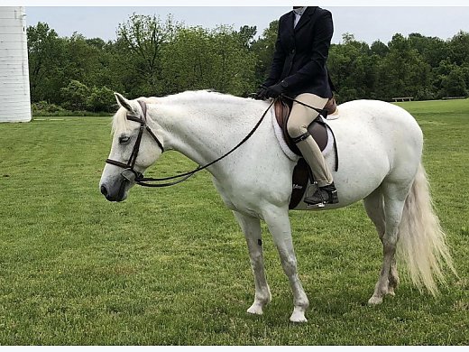 Large Pony Hunter For Sale