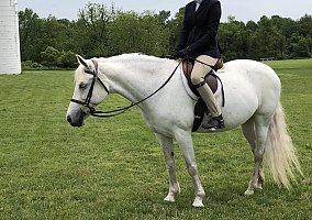 Welsh Pony - Horse for Sale in Cochranville, PA 19330