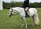 Welsh Pony - Horse for Sale in Cochranville, PA 19330