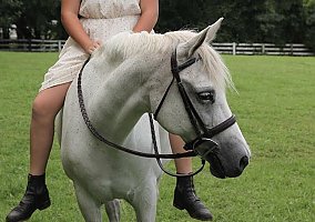 Welsh Pony and Cob (Welsh Pony and Cob, Mare) in Cochranville, PA