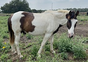 Tennessee Walking (Tennessee Walking, Gelding) in Liberty Hill, TX