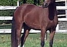 Welsh Cob - Horse for Sale in Pocatello, ID 83201 Welsh Cob - Horse for Sale in Pocatello, ID 83201