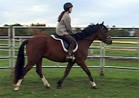 Welsh Pony and Cob (Welsh Pony and Cob, Mare) in Pocatello, ID