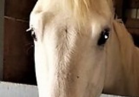Appaloosa (Appaloosa, Mare) in Celina, TX