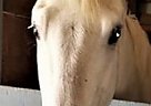 Appaloosa - Horse for Sale in Celina, TX 75009