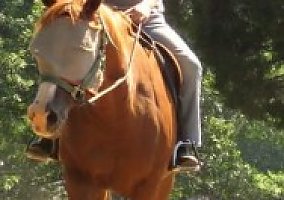 Pony (Welsh, POA, Shetland, Connemara) (Pony (Welsh, POA, Shetland, Connemara), Mare) in Asheville, NC