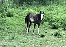 Beauty - Mare in Bakersville, NC Beauty - Mare in Bakersville, NC