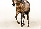 Quarter Horse - Horse for Sale in Bath, PA 18014