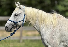Quarter Horse (Quarter Horse, Gelding) in Montgomery, TX